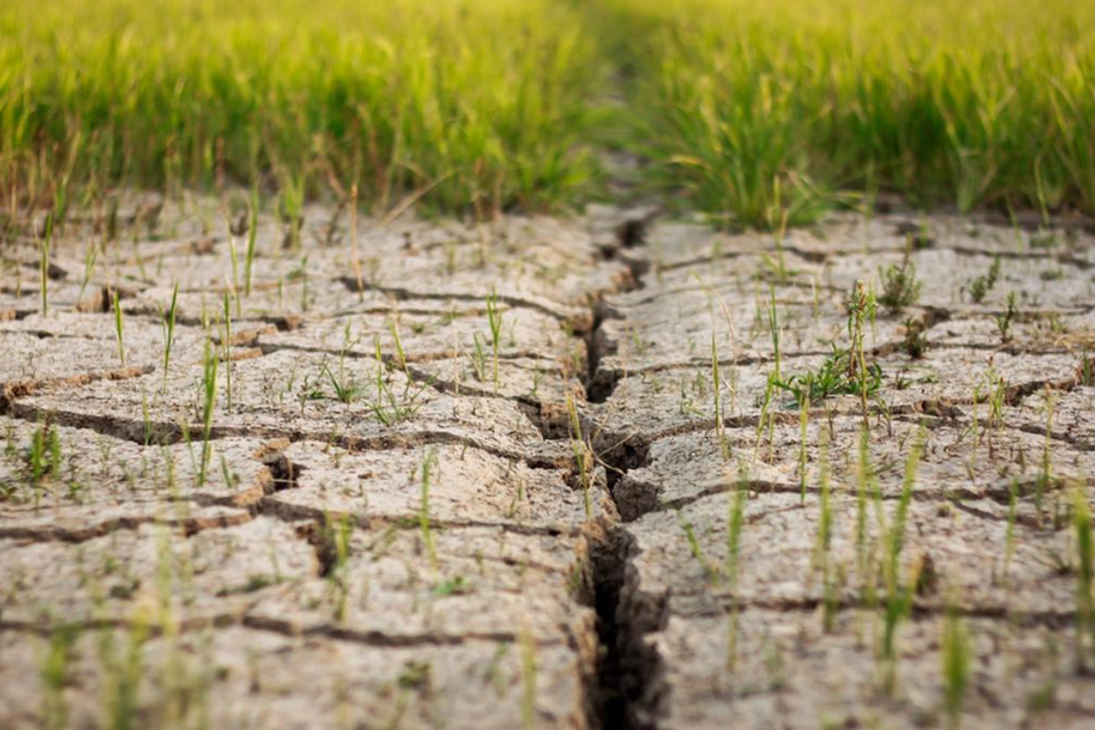 Restoring Degraded Soil: Step-by-Step Solutions