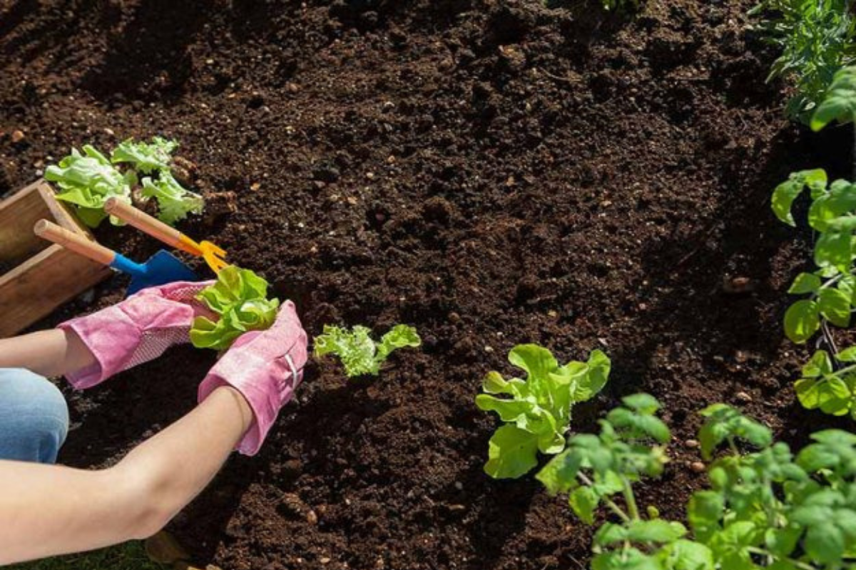 A Guide to Composting for Soil Improvement